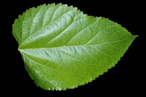 桑葉茶哪些人不能喝？過多飲用傷脾胃傷腎