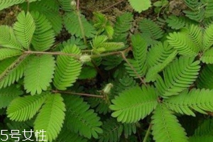 什么花不能放臥室養(yǎng)？含羞草誤食會(huì)脫發(fā)