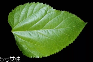 桑葉茶哪些人不能喝？過多飲用傷脾胃傷腎