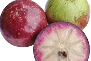 牛奶果是屬于什么性質(zhì)的水果？了解熱性涼性很重要