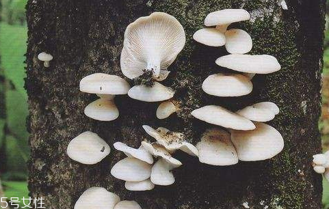 平菇發(fā)霉了還能吃嗎 建議不要食用 平菇發(fā)霉了還能吃嗎 建議不要食用