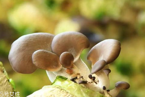 平菇發(fā)黃還能吃嗎 平菇的儲(chǔ)存技巧 平菇發(fā)黃還能吃嗎 平菇的儲(chǔ)存技巧