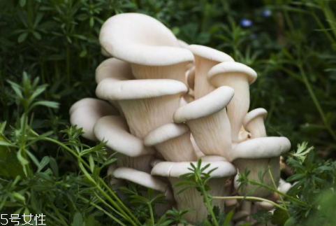 平菇發(fā)黃還能吃嗎 平菇的儲(chǔ)存技巧 平菇發(fā)黃還能吃嗎 平菇的儲(chǔ)存技巧
