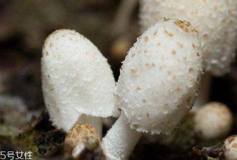 2018年雞腿菇多少錢一斤 十元左右 2018年雞腿菇多少錢一斤 十元左右