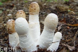 2018年雞腿菇多少錢(qián)一斤 十元左右