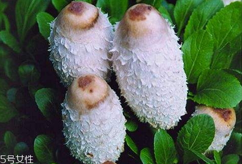 雞腿菇可以放幾天 烘干保存時間更長 雞腿菇可以放幾天 烘干保存時間更長