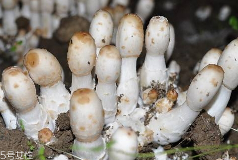 雞腿菇可以放冰箱嗎 放冰箱冷藏口感更佳 雞腿菇可以放冰箱嗎 放冰箱冷藏口感更佳