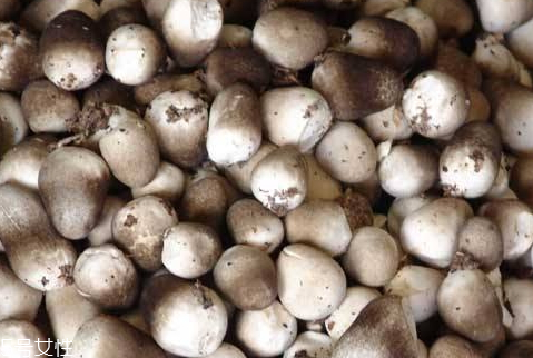 草菇要焯水嗎 殺菌去異味 草菇要焯水嗎 殺菌去異味