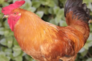 雞內(nèi)金有哪些功效？消除結(jié)石的一把好手