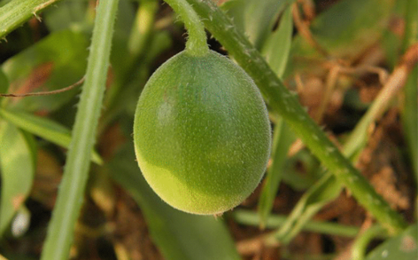 馬泡瓜怎么吃？曬干泡水喝