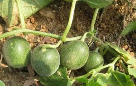 馬泡瓜的功效與作用有哪些？馬泡瓜能抗腫瘤