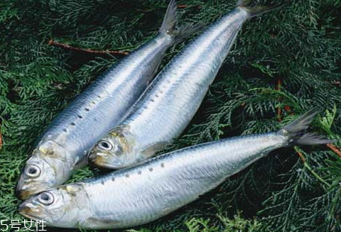 沙丁魚(yú)多少錢(qián)一斤 新鮮沙丁魚(yú)的挑選 沙丁魚(yú)多少錢(qián)一斤 新鮮沙丁魚(yú)的挑選