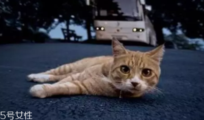 開(kāi)車前為什么要拍拍車蓋？預(yù)防傷害流浪小動(dòng)物