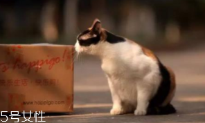 開(kāi)車前為什么要拍拍車蓋？預(yù)防傷害流浪小動(dòng)物