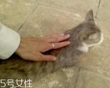 開(kāi)車前為什么要拍拍車蓋？預(yù)防傷害流浪小動(dòng)物