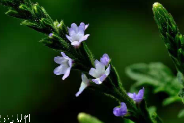 草藥就是中藥嗎？一個是前世一個是今生