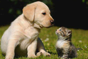 開車前為什么要拍拍車蓋？預(yù)防傷害流浪小動(dòng)物