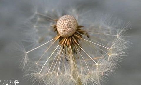 蒲公英泡茶可以放糖嗎？不要只看重味道