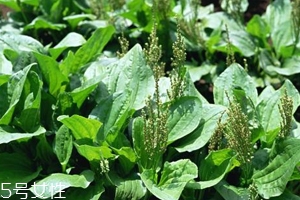 車前草能治療痛風(fēng)嗎？它是對付痛風(fēng)的寶