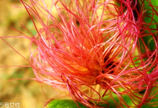 玉米須煮水孕婦可以喝嗎？原來好處這么多