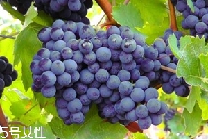 葡萄籽補劑要不要買？不如早睡早起