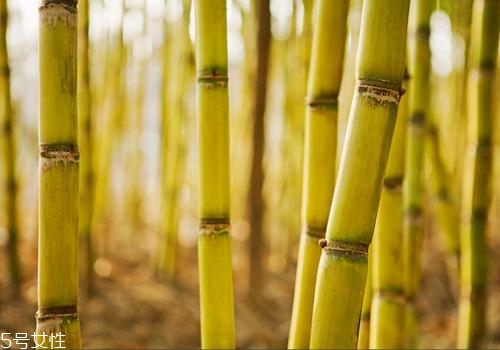 甘蔗熬水可以止咳嗎？來看看做法