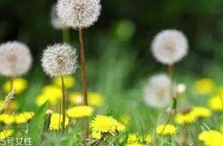 蒲公英用開(kāi)水泡嗎？煮一煮效果會(huì)更好