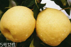 梨子是熱性還是涼性水果？腸胃不好不能吃梨