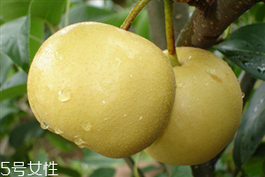 梨子能天天吃嗎？吃梨的注意事項(xiàng)
