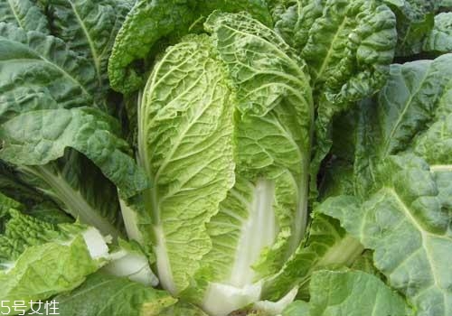 凍了的白菜能吃嗎？北方人的美食