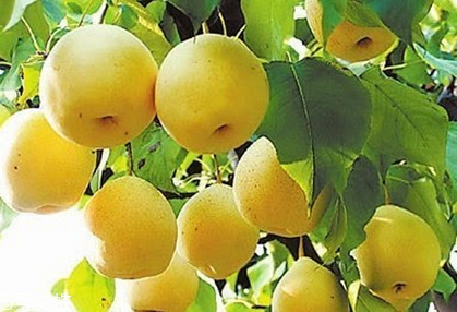 梨和什么榨汁好喝？梨子最適宜于秋季和冬季吃