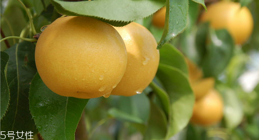 梨不能和什么一起吃？吃梨的禁忌