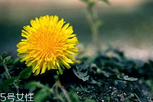 蒲公英茶能減肥嗎？要這樣搭配