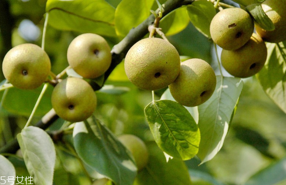 梨子為什么不能分開吃？梨是清火的