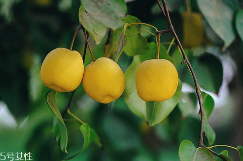 如何識別正宗的庫爾勒香梨？梨子止咳