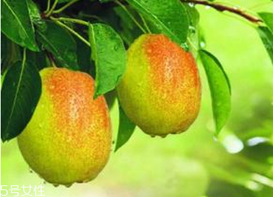 棗能和梨一起吃嗎？棗和梨一起吃會怎樣？