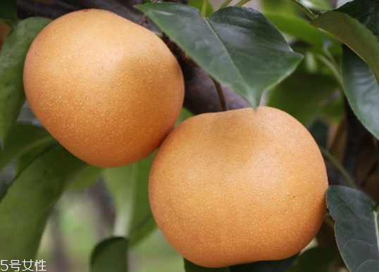 月餅和梨可以一起吃嗎？吃梨降低感冒幾率