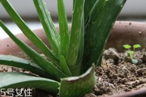 蘆薈膠真的很神奇嗎？只是基礎(chǔ)的補(bǔ)水保濕