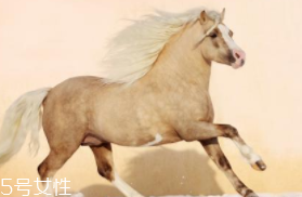 馬油是萬能的嗎？接近人體脂肪也并不萬能