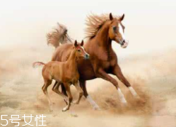 馬油是萬能的嗎？接近人體脂肪也并不萬能