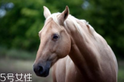 馬油是萬能的嗎？接近人體脂肪也并不萬能