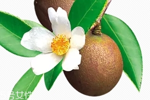 精油開背有什么好處 精油過敏怎么處理方法 精油開背有什么好處 精油過敏怎么處理方法