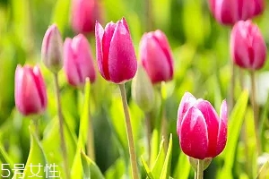 嚴禁入室的花有哪些？這7種花別養(yǎng)