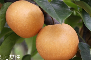 梨子里面發(fā)黑還能吃嗎？影響梨子的保存時間