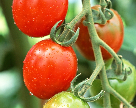 吃番茄對前列腺好嗎_吃番茄對前列腺的影響 吃番茄對前列腺好嗎_吃番茄對前列腺的影響