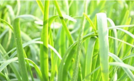 吃韭菜燒心怎么緩解？韭菜吃多了燒心