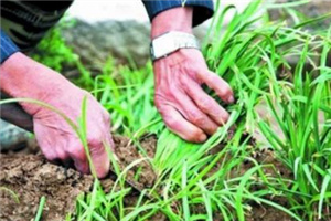 吃韭菜燒心怎么緩解？韭菜吃多了燒心