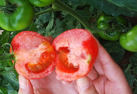 吃番茄對眼睛好嗎_吃番茄對眼睛的影響