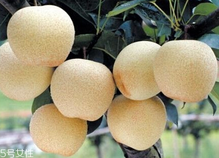 梨子可以加熱吃嗎？梨子對美容有一定功效