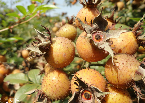 刺梨怎么保存？刺梨泡水喝的功效